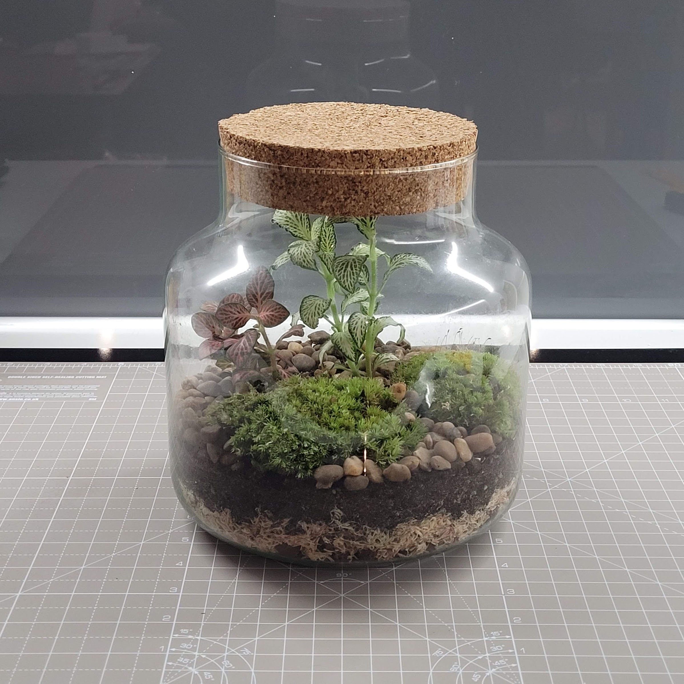 Initial terrarium without the robot